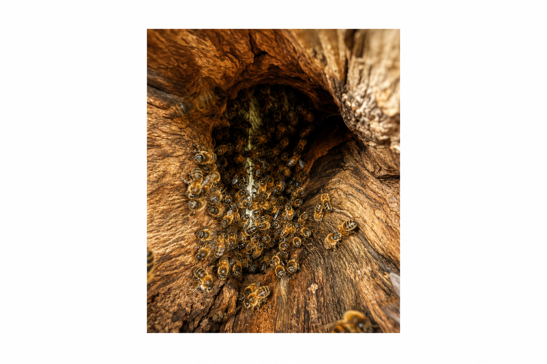 Discovered a swarm of bees? Here's what to do